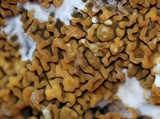 Serpula himantioides image
