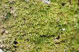 Anaptychia palmulata image