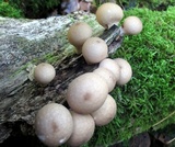 Apioperdon pyriforme image