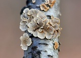 Plicaturopsis crispa image