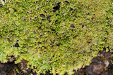 Anaptychia palmulata image