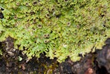 Anaptychia palmulata image