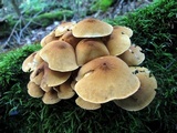 Cystoderma granosum image