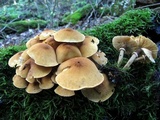 Cystoderma granosum image