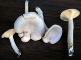 Lactarius glyciosmus image