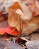 Mycena sanguinolenta image