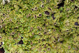 Anaptychia palmulata image