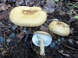 Melanoleuca cognata image