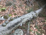 Fomes excavatus image