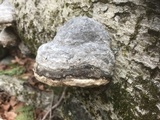 Fomes excavatus image