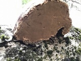 Fomes excavatus image