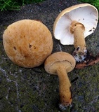 Cystoderma granosum image