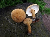 Cystoderma granosum image