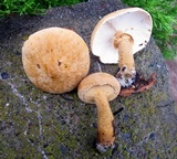 Cystoderma granosum image