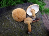 Cystoderma granosum image