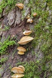 Sarcomyxa serotina image