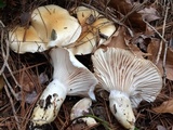 Hygrophorus flavodiscus image