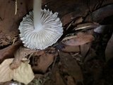 Mycena galericulata image
