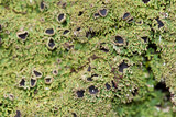 Anaptychia palmulata image
