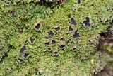 Anaptychia palmulata image