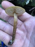 Callistosporium luteo-olivaceum image