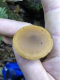 Callistosporium luteo-olivaceum image