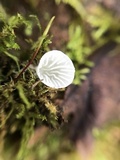 Rimbachia bryophila image