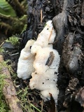 Merulius tremellosus image
