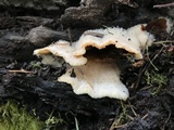 Merulius tremellosus image