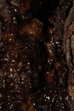Diplodia corticola image