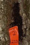 Diplodia corticola image