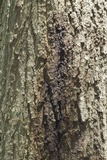 Diplodia corticola image
