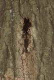 Diplodia corticola image