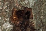 Diplodia corticola image