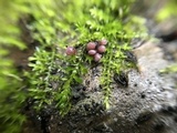 Ascocoryne sarcoides image
