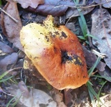 Cortinarius largus image
