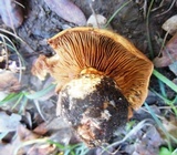 Cortinarius largus image