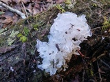 Tremella fuciformis image