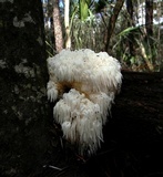 Hericium americanum image