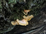 Chrysomphalina aurantiaca image