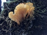 Chrysomphalina aurantiaca image