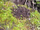 Leptogium palmatum image
