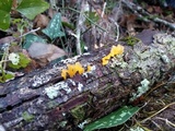 Dacryopinax spathularia image