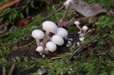Hemimycena candida image