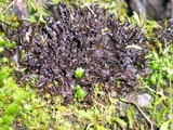 Leptogium palmatum image