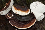 Fomitopsis mounceae image