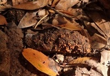 Cheilymenia granulata image