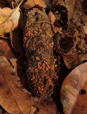 Cheilymenia granulata image