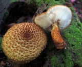 Leucopholiota decorosa image