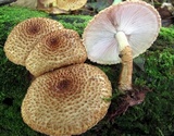 Leucopholiota decorosa image